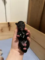 Hera, a female Miniature Schnauzer for sale in Tacoma, WA – Photo 2 of 2