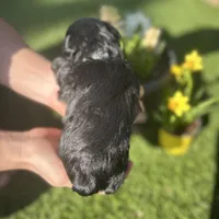 Hera, a female Miniature Schnauzer for sale in Tacoma, WA – Photo 4 of 6