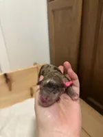 Pink, a female Miniature Schnauzer for sale in Tacoma, WA – Photo 3 of 4