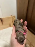 Pink, a female Miniature Schnauzer for sale in Tacoma, WA – Photo 4 of 4