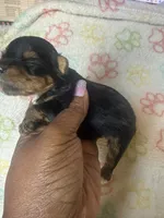 Boss, a male Yorkshire Terrier for sale in Oklahoma City, OK – 3 of 6
