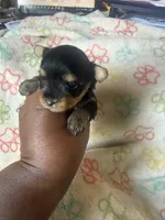 Honey, a female Yorkshire Terrier for sale in Oklahoma City, OK – 6 of 6