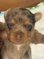 Cookie, a female Yorkshire Terrier for sale in Oklahoma City, OK – 1 of 8