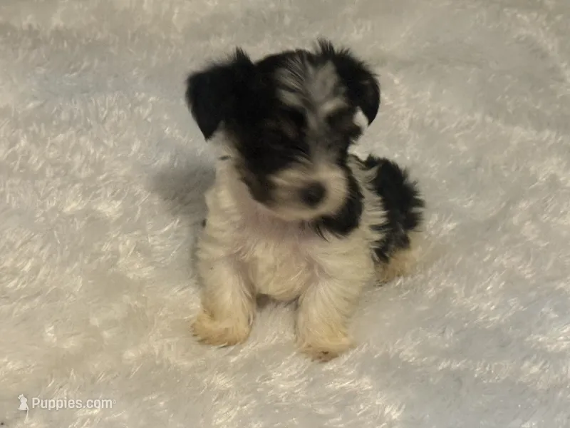 Girl 2 – Yorkshire Terrier puppy on hold in Oklahoma City, OK