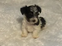 Girl 2, a female Yorkshire Terrier for sale in Oklahoma City, OK – 3 of 10