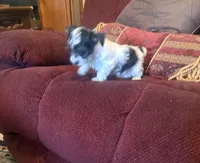 Girl 2, a female Yorkshire Terrier for sale in Oklahoma City, OK – 8 of 10
