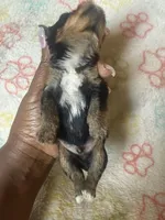Boss, a male Yorkshire Terrier for sale in Oklahoma City, OK – 5 of 6