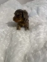 Cookie, a female Yorkshire Terrier for sale in Oklahoma City, OK – 6 of 9