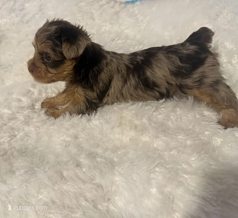 Coco – Yorkshire Terrier puppy for sale in Oklahoma City, OK