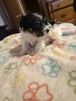 Girl 2, a female Yorkshire Terrier for sale in Oklahoma City, OK – 4 of 10