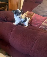 Girl 2, a female Yorkshire Terrier for sale in Oklahoma City, OK – 2 of 10
