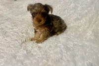 Cookie, a female Yorkshire Terrier for sale in Oklahoma City, OK – 8 of 9