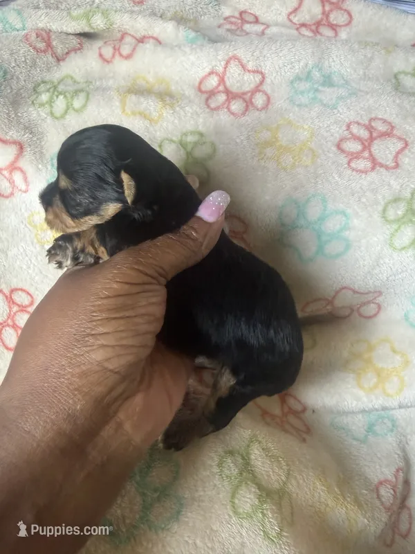 Honey – Yorkshire Terrier puppy for sale in Oklahoma City, OK