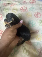 Honey, a female Yorkshire Terrier for sale in Oklahoma City, OK – 1 of 6