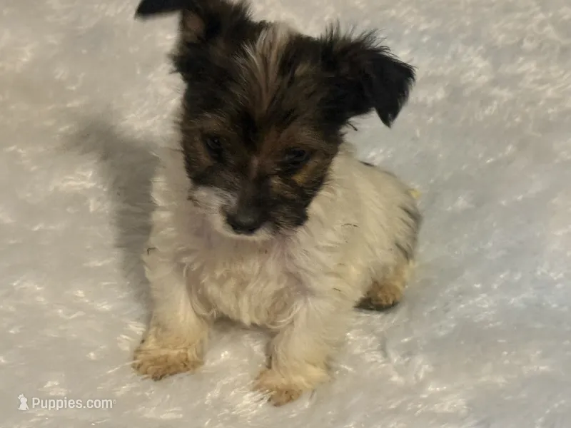 Boy 1 – Yorkshire Terrier puppy on hold in Oklahoma City, OK