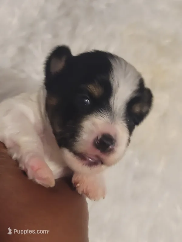 Girl 2 – Yorkshire Terrier puppy for sale in Oklahoma City, OK