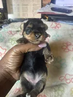 Boss, a male Yorkshire Terrier for sale in Oklahoma City, OK – 2 of 6