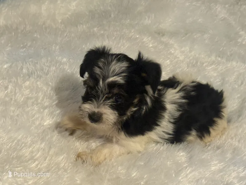 Girl 1 – Yorkshire Terrier puppy for sale in Oklahoma City, OK