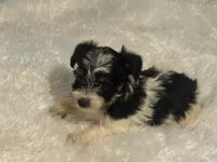 Girl 1, a female Yorkshire Terrier for sale in Oklahoma City, OK – 1 of 3