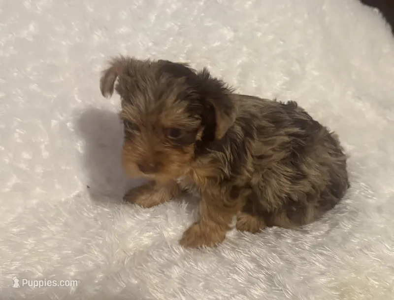 Cookie – Yorkshire Terrier puppy for sale in Oklahoma City, OK