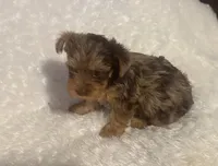 Cookie, a female Yorkshire Terrier for sale in Oklahoma City, OK – 1 of 9
