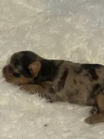 Cookie, a female Yorkshire Terrier for sale in Oklahoma City, OK – 6 of 8