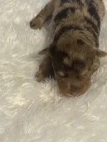 Coco, a female Yorkshire Terrier for sale in Oklahoma City, OK – 2 of 5