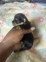 Honey, a female Yorkshire Terrier for sale in Oklahoma City, OK – 4 of 6