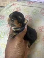 Boss, a male Yorkshire Terrier for sale in Oklahoma City, OK – 4 of 6