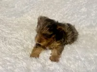 Cookie, a female Yorkshire Terrier for sale in Oklahoma City, OK – 2 of 9