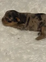 Cookie, a female Yorkshire Terrier for sale in Oklahoma City, OK – 5 of 8