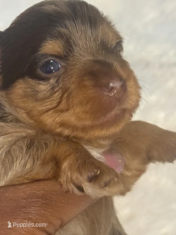 Coco – Yorkshire Terrier puppy for sale in Oklahoma City, OK