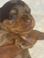 Coco, a female Yorkshire Terrier for sale in Oklahoma City, OK – 1 of 5