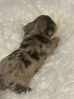 Coco, a female Yorkshire Terrier for sale in Oklahoma City, OK – 4 of 5