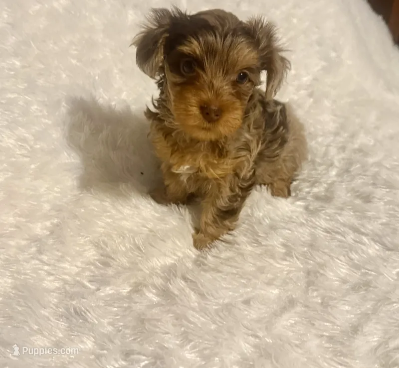 Cookie – Yorkshire Terrier puppy for sale in Oklahoma City, OK