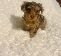 Cookie, a female Yorkshire Terrier for sale in Oklahoma City, OK – 3 of 9