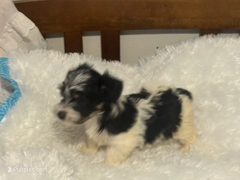 Girl 1 – Yorkshire Terrier puppy for sale in Oklahoma City, OK