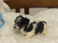 Girl 1, a female Yorkshire Terrier for sale in Oklahoma City, OK – 3 of 3