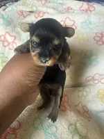 Honey, a female Yorkshire Terrier for sale in Oklahoma City, OK – 5 of 6