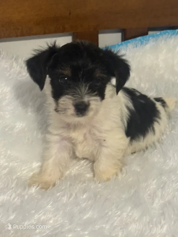 Boy 2 – Yorkshire Terrier puppy for sale in Oklahoma City, OK