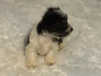 Girl 2, a female Yorkshire Terrier for sale in Oklahoma City, OK – 6 of 10