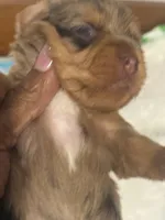 Cookie, a female Yorkshire Terrier for sale in Oklahoma City, OK – 4 of 8