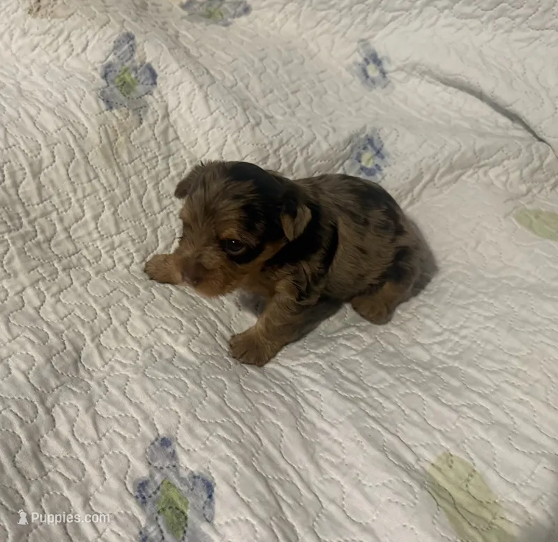 Coco – Yorkshire Terrier puppy for sale in Oklahoma City, OK