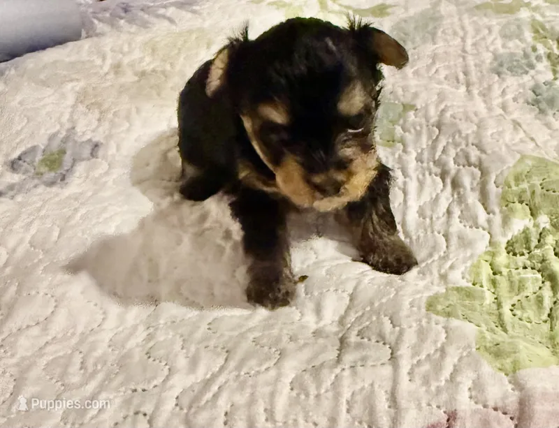 Honey – Yorkshire Terrier puppy for sale in Oklahoma City, OK