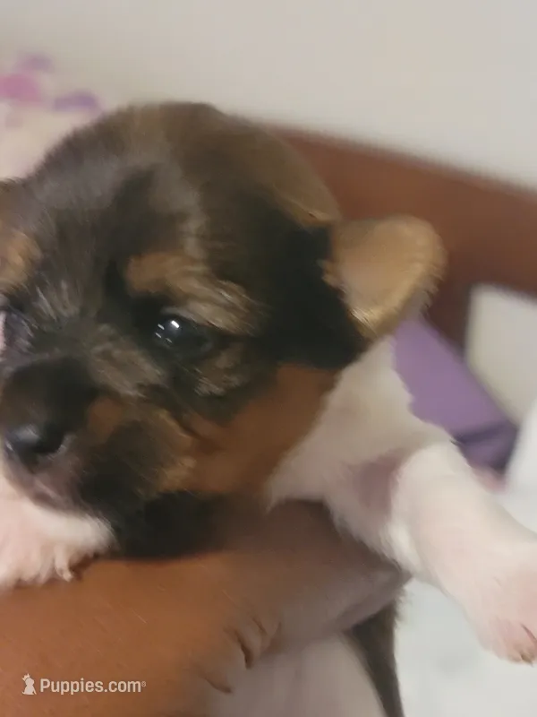 Girl 1 – Yorkshire Terrier puppy for sale in Oklahoma City, OK