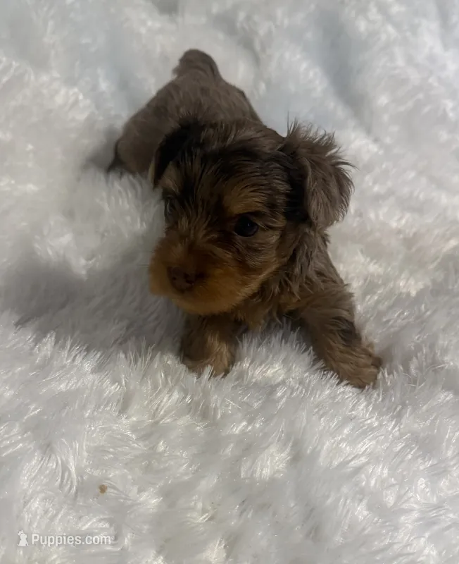 Cookie – Yorkshire Terrier puppy for sale in Oklahoma City, OK