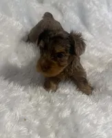 Cookie, a female Yorkshire Terrier for sale in Oklahoma City, OK – 5 of 9