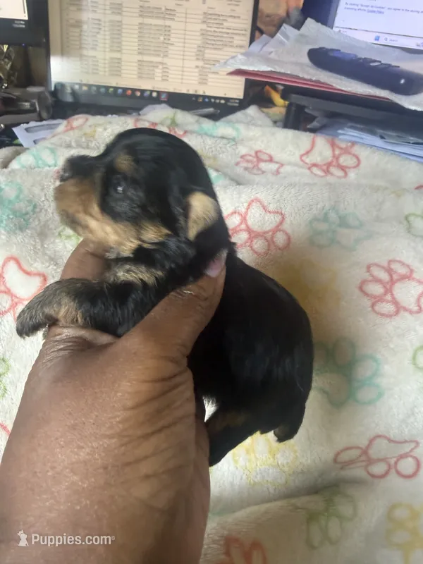 Boss – Yorkshire Terrier puppy for sale in Oklahoma City, OK