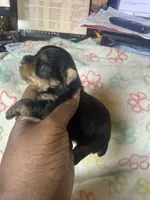 Boss, a male Yorkshire Terrier for sale in Oklahoma City, OK – 1 of 6