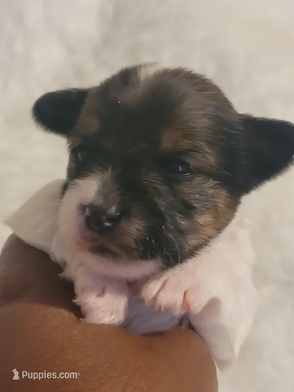 Boy 1 – Yorkshire Terrier puppy for sale in Oklahoma City, OK